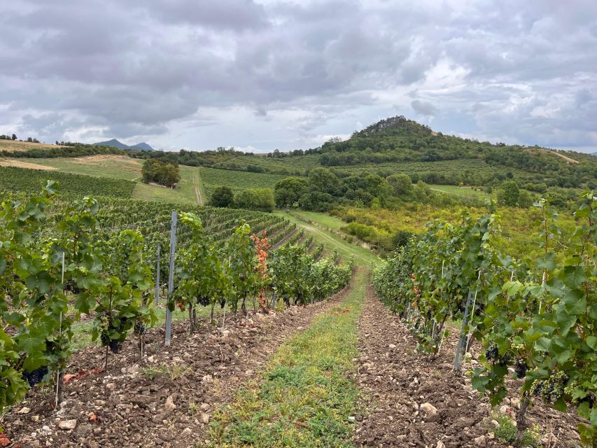 Czech Vineyards and Wine Tasting 4WD Tour with Lunch - Guides, personalities, and why the group size helps