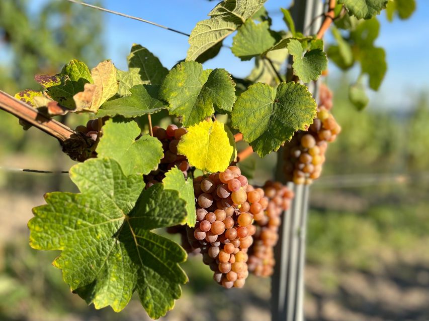 Czech Vineyards and Wine Tasting 4WD Tour with Lunch - Welcome drink and the boutique winery cellar moment