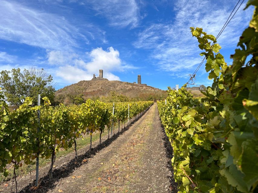 Czech Vineyards and Wine Tasting 4WD Tour with Lunch - What you actually taste: Czech whites, reds, and sparkling