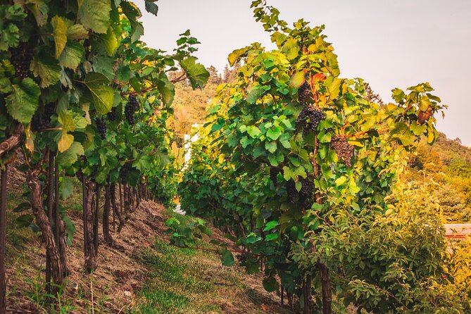 Full Day Private Tour to Kutná Hora with Wine Tasting - Getting from Prague: pickup, train time, and smooth transitions