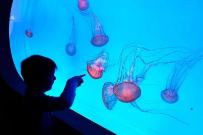Prague: The World Of Jellyfish Entry Ticket w/ Drink - Walking through 38 aquariums and 30+ jellyfish species