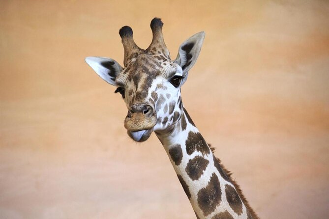 Prague Zoo Admission Ticket including Round Trip Transfer - Key Highlights at a Glance