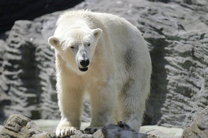 Prague Zoo Admission Ticket including Round Trip Transfer - Prague Zoo With Transfer: The Real Value of Getting There Easy