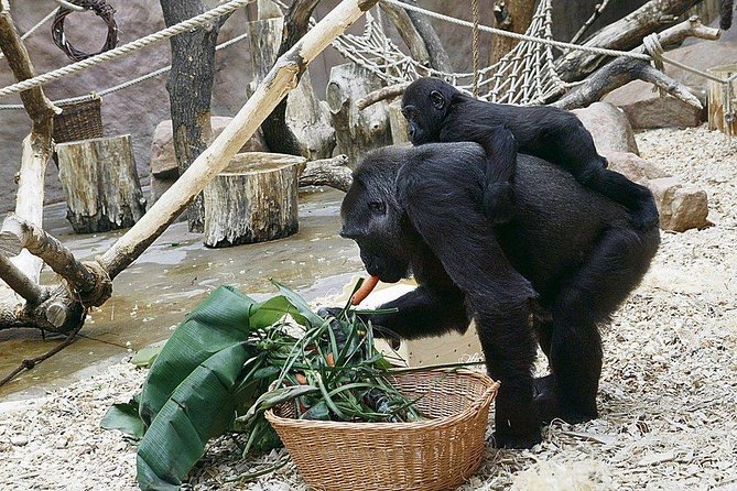 Prague Zoo Admission Ticket including Round Trip Transfer - Pavilions, Water, and Hippos: How to See More Without Rushing
