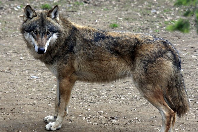 Prague Zoo Admission Ticket including Round Trip Transfer - Time Planning: Making a 3 to 8 Hour Zoo Day Work for You