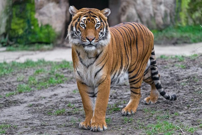 Prague Zoo Admission Ticket including Round Trip Transfer - African Savanna to Indonesian Jungle: Your First Big Habitat Circuit
