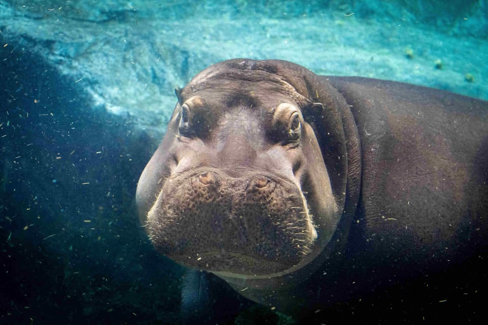 Prague Zoo: Skip-the-Line Entry Ticket - Nearly 5,000 Animals: How to See the Zoo Without Getting Lost