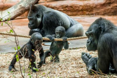Prague Zoo: Skip-the-Line Entry Ticket - Troja District Turns a Zoo Visit Into a Real Prague Day