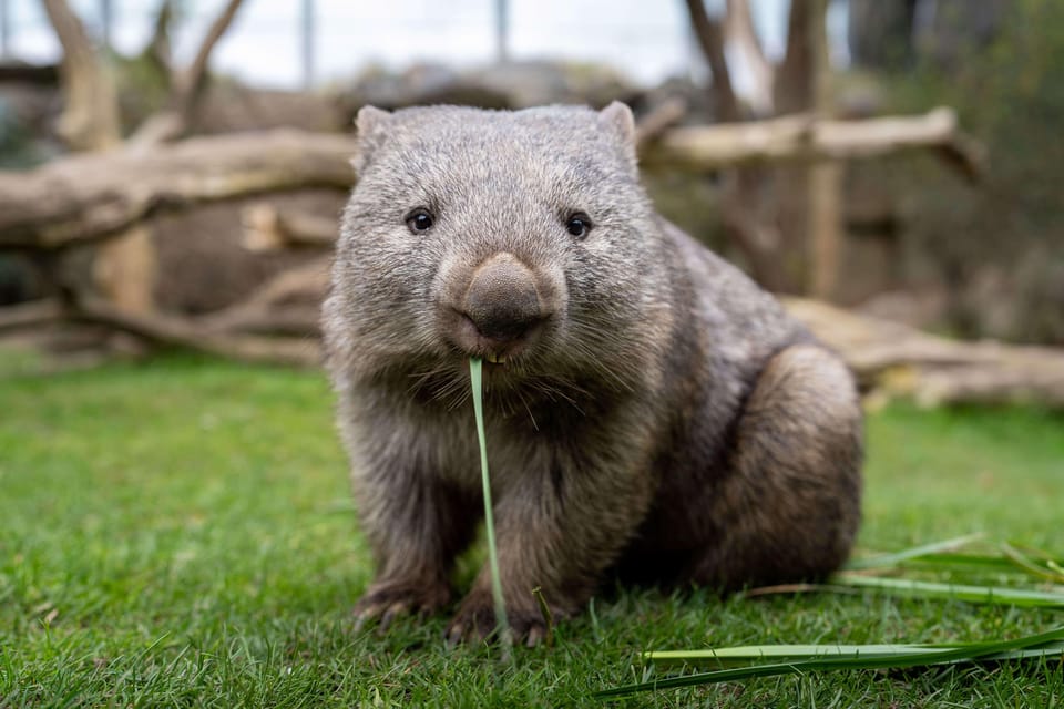 Prague Zoo: Skip-the-Line Entry Ticket - How I’d Build Your Route: Prioritize, Then Wander