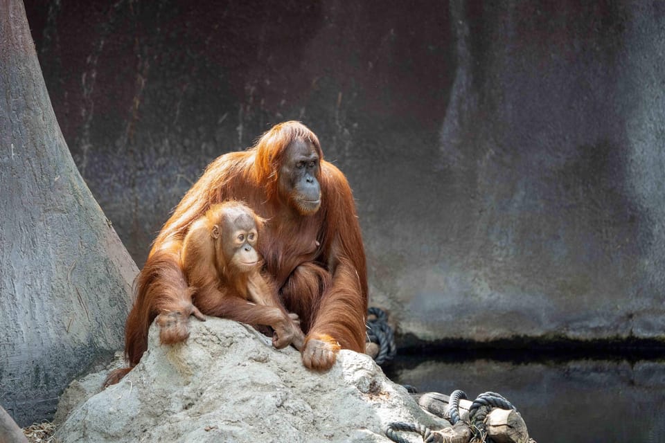Prague Zoo: Skip-the-Line Entry Ticket - Food, Toilets, and Breaks: The Zoo’s Comfort Setup