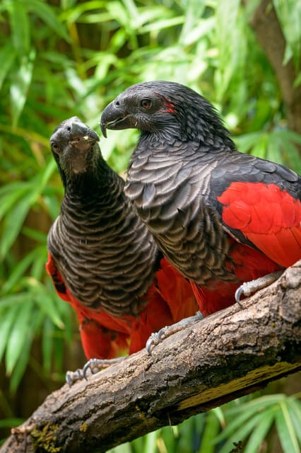 Prague Zoo: Skip-the-Line Entry Ticket - Opening Hours by Month, Plus the Important Closing Rule