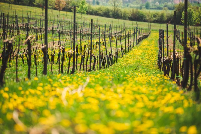 Private PICNIC in Bohemian Vineyards and Wine Tasting 4WD Tour - Price and value: is $372.07 per person worth it?